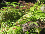 An Exploration of Fern Genome Space