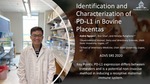 Identification and Characterization of PD-L1 in Bovine Placentas by Andre Nguyen