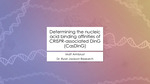 Determining the Nucleic Acid Binding Affinities of CRISPR-Associated DinG (CasDinG) by Matt Armbrust