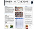 Halotolerant Rhizosphere Bacteria: Isolation of Rhizosphere Bacteria From Native Utah Plant <em>Ceanothus velutinus</em>