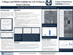 Collagen and PDMS Scaffolds for C2C12 Muscle Tissue Cell Line by Alisa Dabb, Sariah Jardine, and Clayton Lords