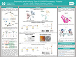 Expressing and Purifying Type IV CRISPR Accessory Proteins by Alivia Jolley