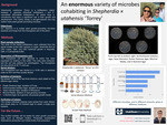 Isolation of Bacterial and Fungal Microbes From the Rhizosphere of Shepherdia utahensis 'Torrey' by Ty Wilson and Katie Hewitt