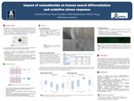 Impact of Cannabinoids on Human Neural Differentiation and Oxidative Stress Response by Emily Brothersen, Dillon Weatherston, Ashton Young, and Bryan Gustafson