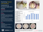 Examining Cultural and Chemical Treatments to Fusarium Bulb Rot in Onions by Tim Miller