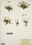 Arenaria fendleri var. brevicaulis Maguire by Bassett Maguire, A. G. Richards, Ruth Maguire, and Ruth Hammond