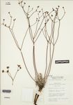 Eriogonum eremicum Reveal by Noel H. Holmgren, James L. Reveal, and Charles LaFrance