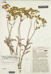 Eriogonum duchesnense Reveal by James L. Reveal