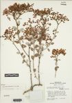 Eriogonum corymbosum var. velutinum Reveal by James L. Reveal and Gerrit Davidse
