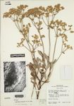Eriogonum corymbosum var. erectum Reveal & Brotherson by Noel H. Holmgren and James L. Reveal