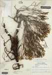 Eriogonum apachense Reveal by Pinkava, Keil, and Lehto