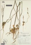 Eriogonum concinnum Reveal by J. L. Reveal